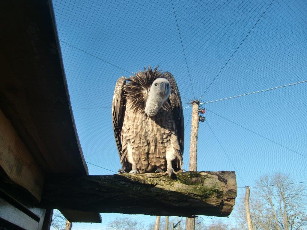 Bei den Greifvögeln im Zoo 02_18 (1)