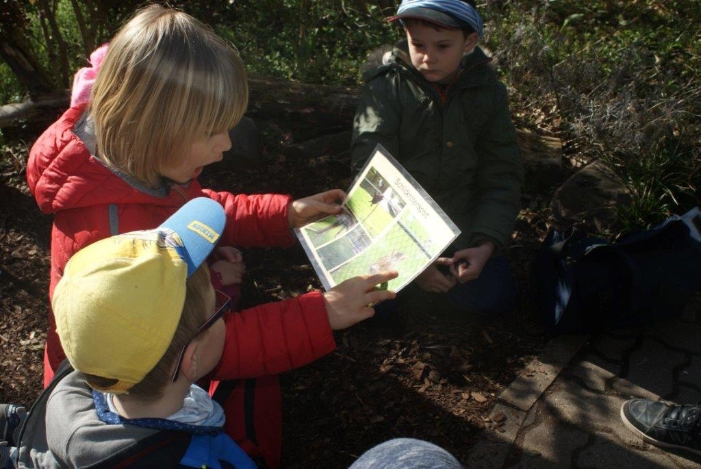 Pflanzen von Kraütern für die Schildkröten (5)